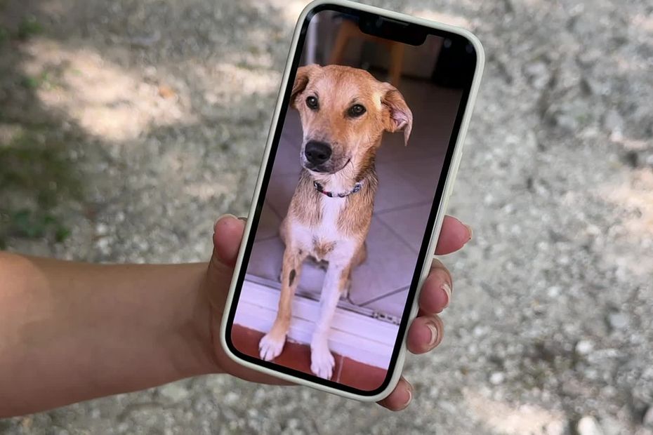 Un migrant maliens égorge un chien à Naro en Sicile, une violation inadmissible